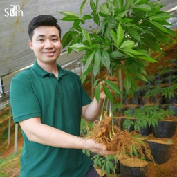 Bí quyết sơ chế và bảo quản sâm tươi Việt Nam đúng cách 