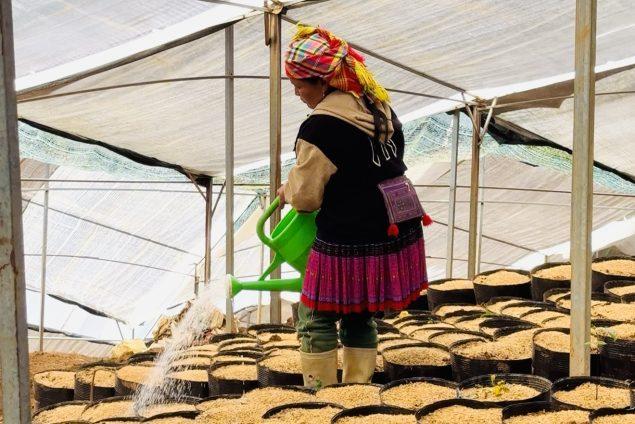 Đội ngũ chăm sóc vườn Sâm