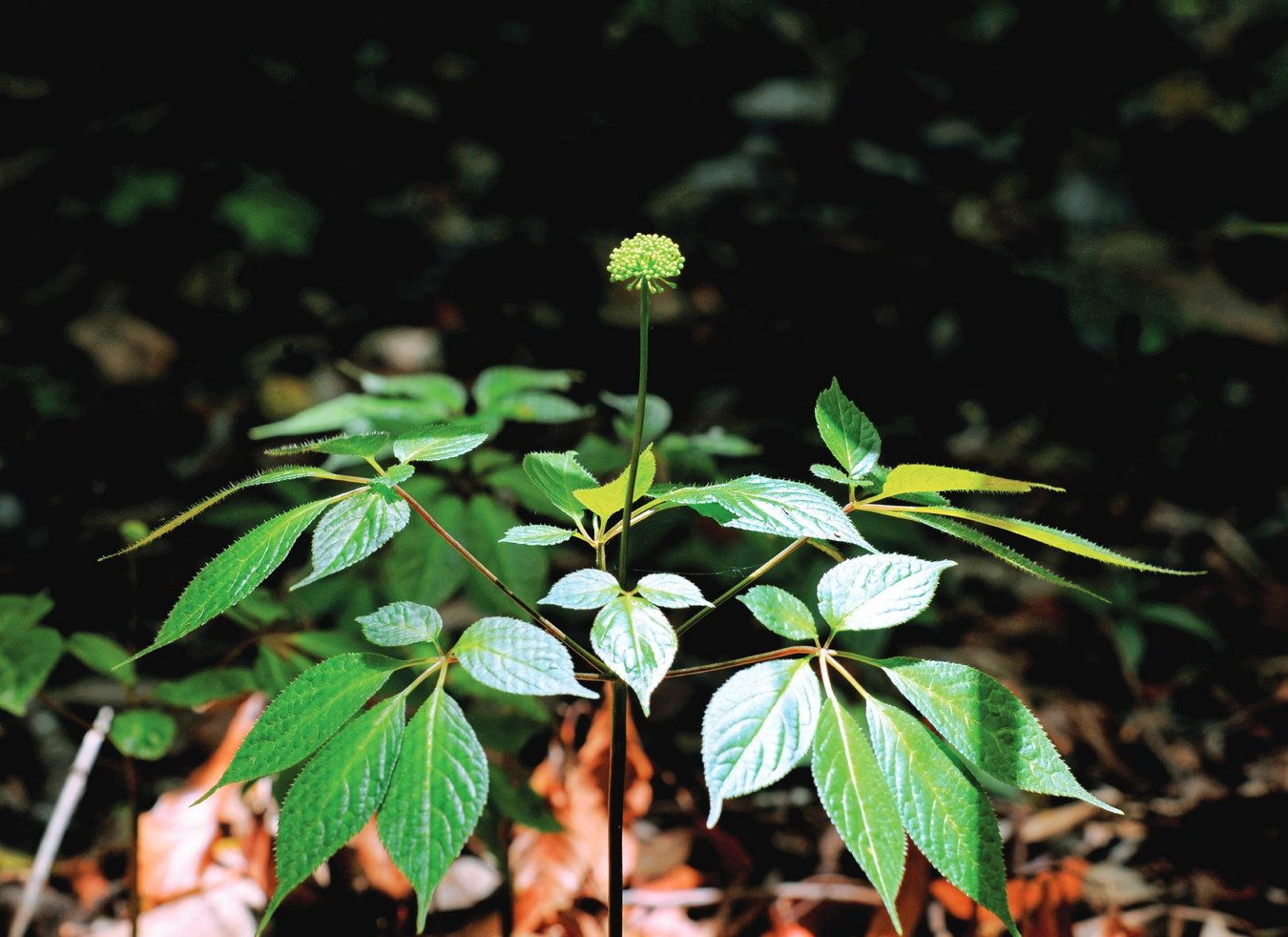 Panax Vietnamensis 01